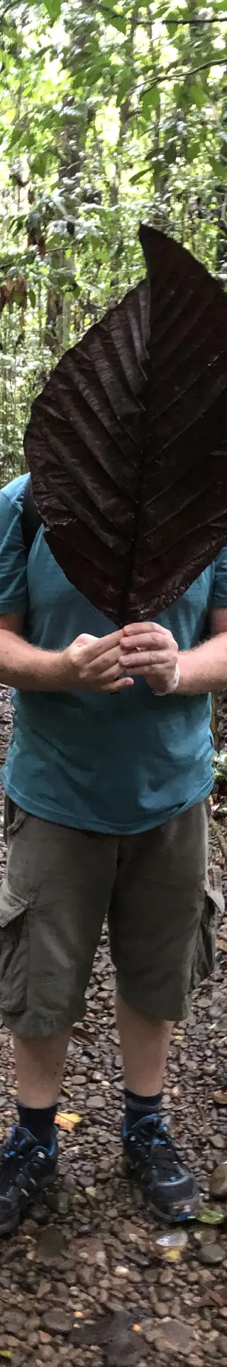 Regenschutz (oder Sichtschutz)